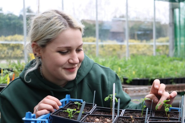 Easton College horticulture student Luci Barber checking the progress of the Ginkgo Biloba seedlings v2